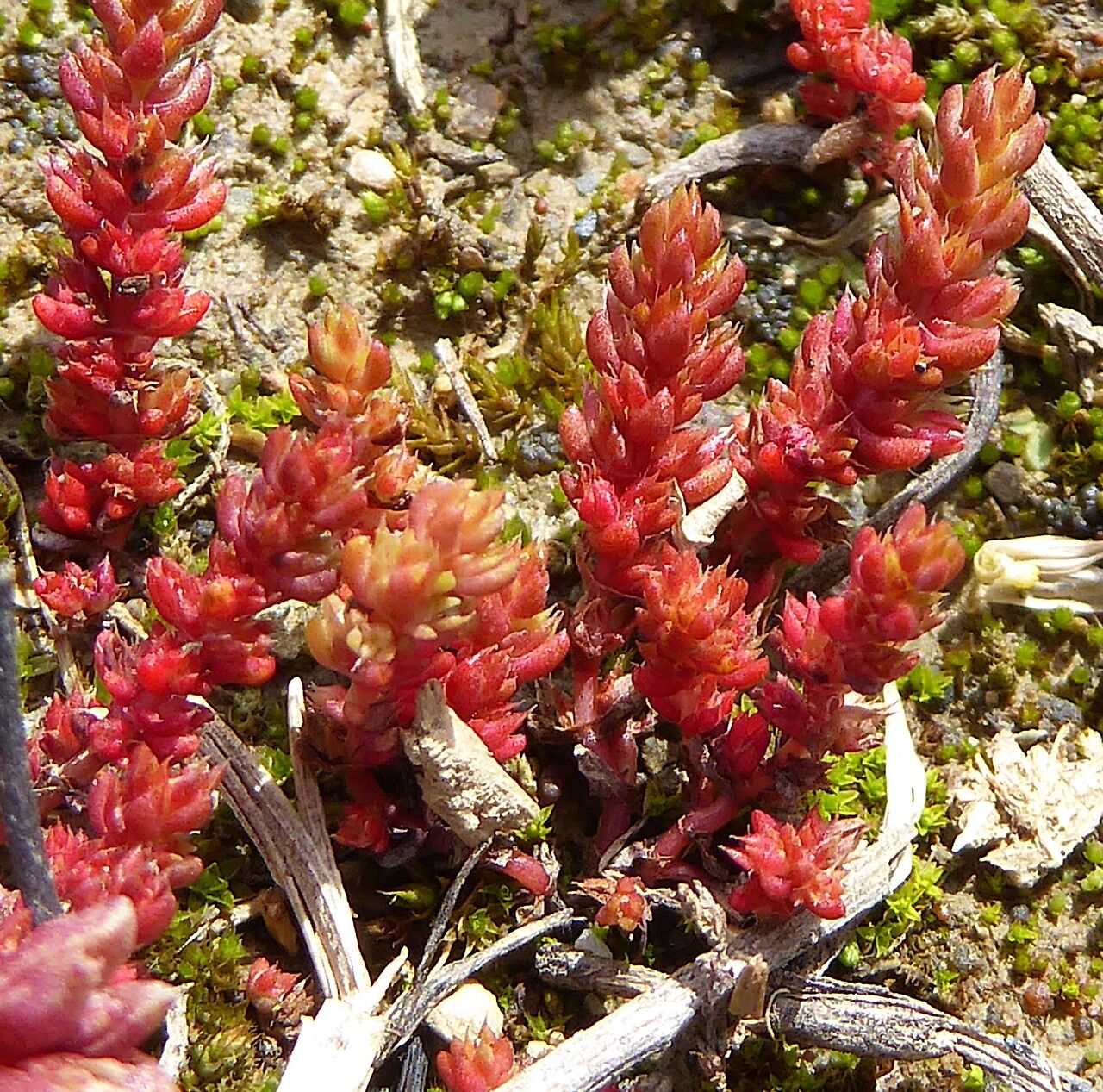 Crassula tillaea leaf