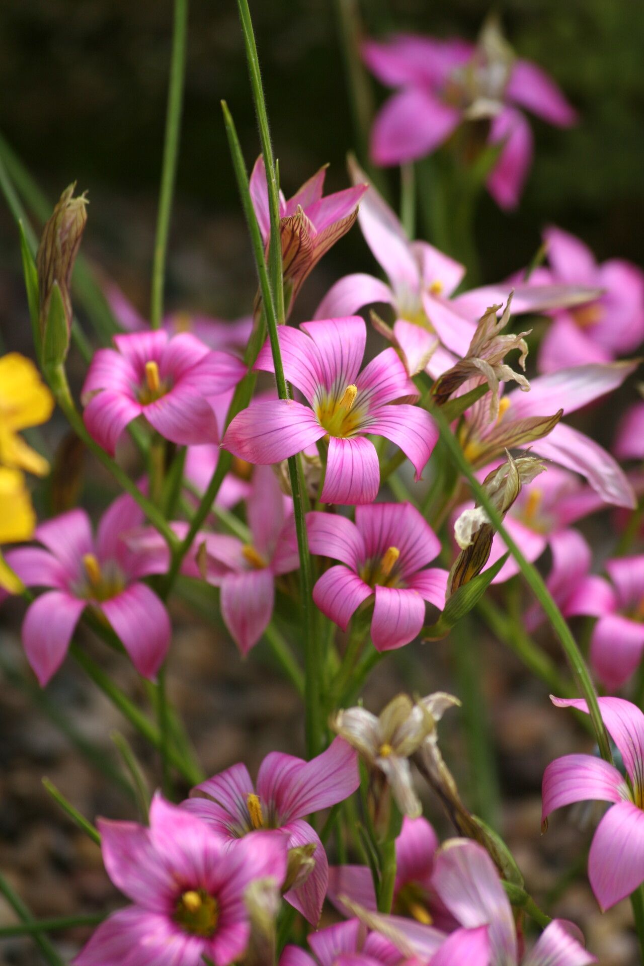 Romulea dichotoma flower