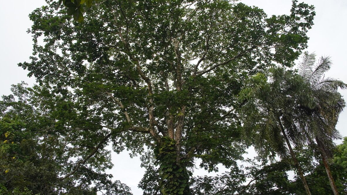 Parkia javanica leaf