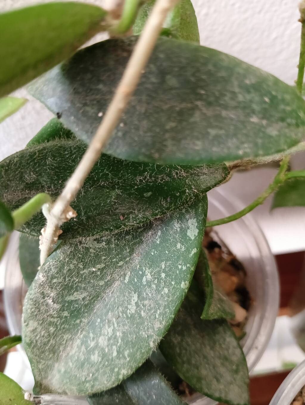 Hoya thomsonii habit