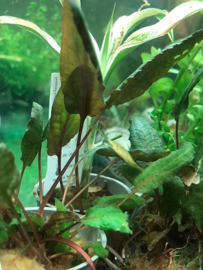 Cryptocoryne wendtii — search result for 'Sri Lanka'