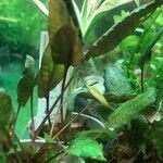 Cryptocoryne wendtii