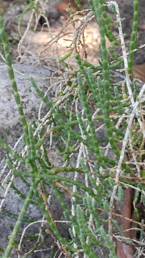 Haloxylon salicornicum — search result for 'Egypt'