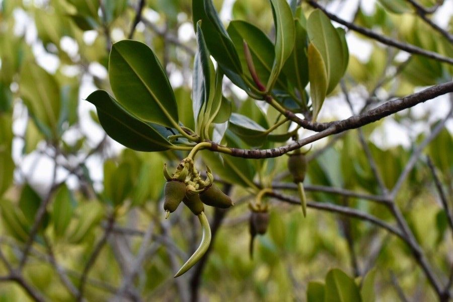 Rhizophora apiculata fruit