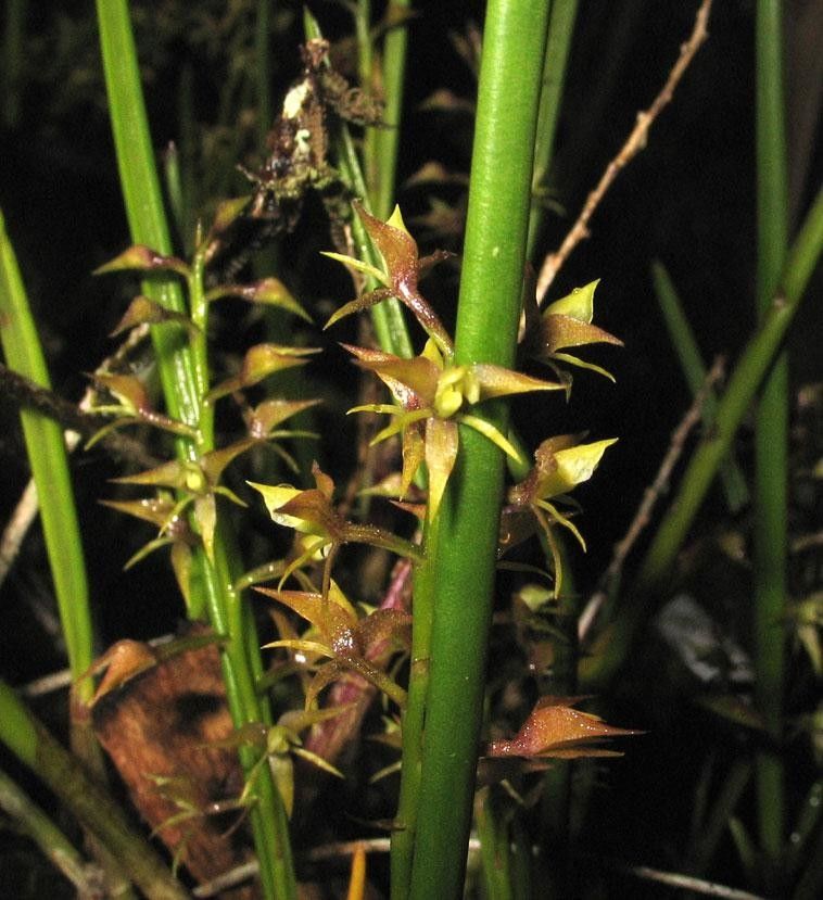 Epidendrum stangeanum bark