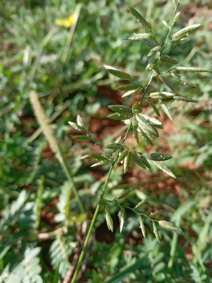 Eragrostis cilianensis flower