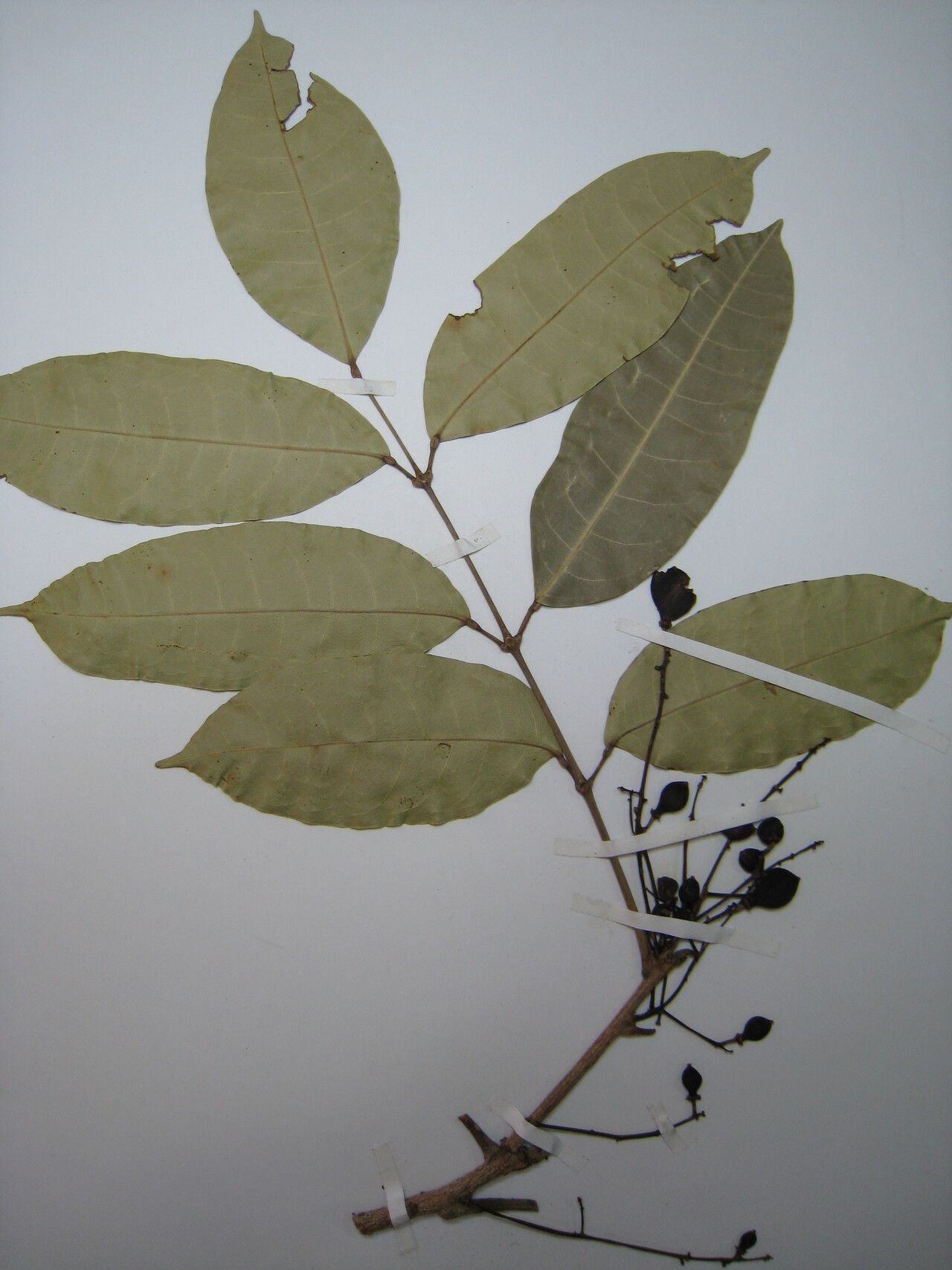 Protium pallidum — houseplant care guide