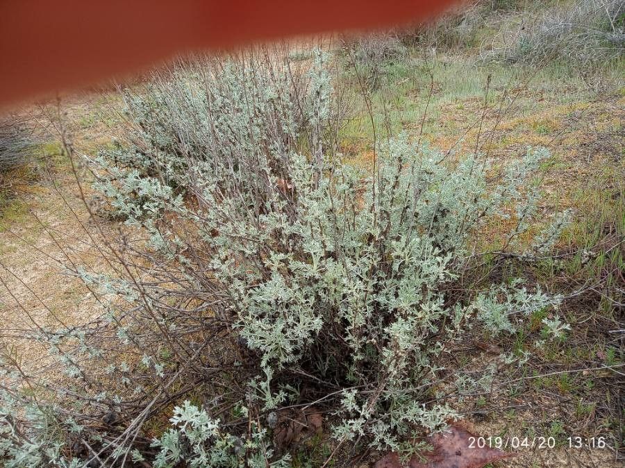 Artemisia arbuscula bark