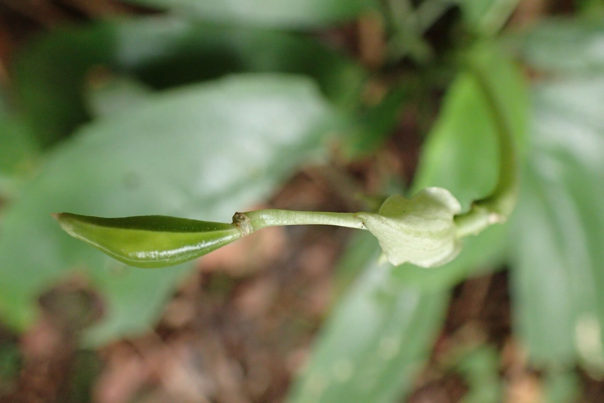 Impatiens akomensis fruit