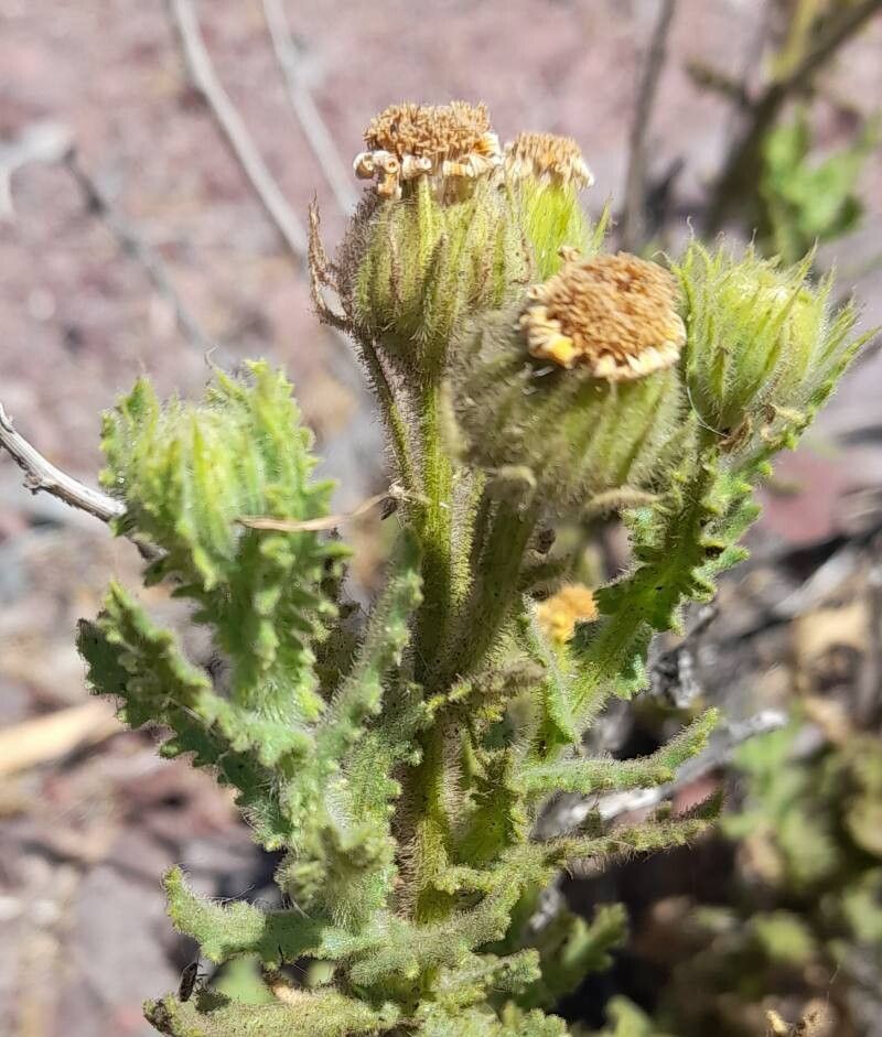 Senecio adenotrichius other