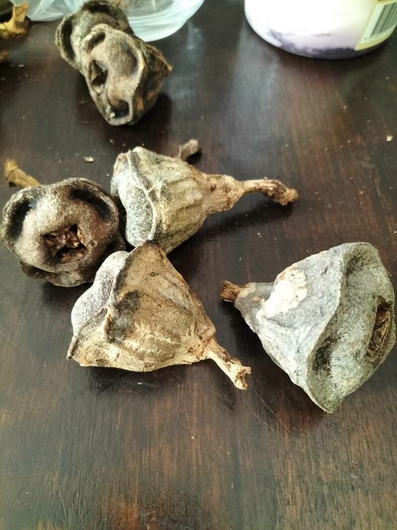 Eucalyptus erythrocorys fruit