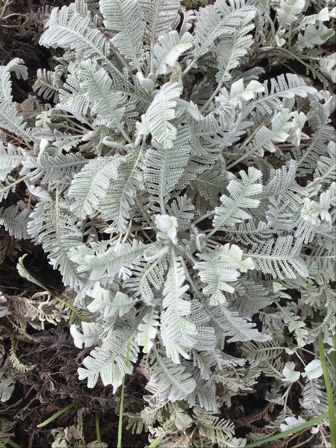 Tanacetum densum — search result for 'Tanacetum'