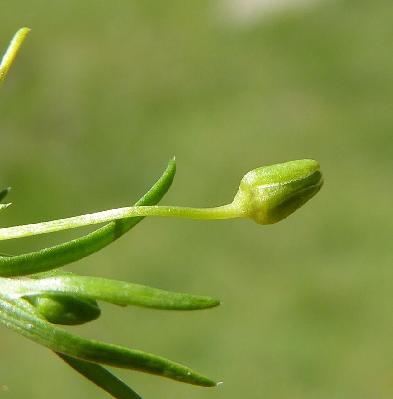 Sagina saginoides other