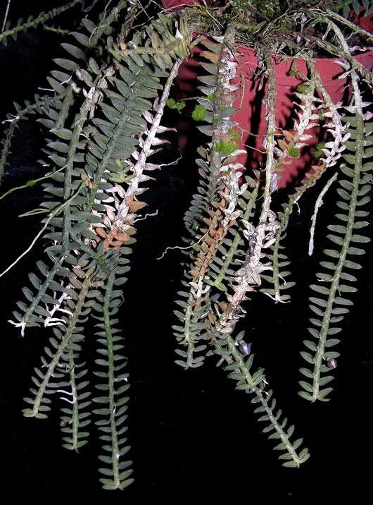 Dichaea sarapiquinsis other