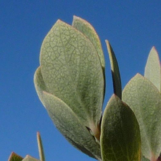 Vaccinium reticulatum — search result for 'Vaccinium'