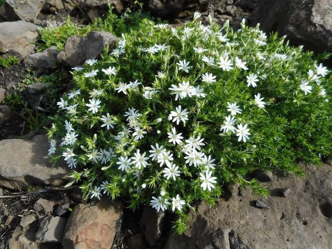 Phlox austromontana flower