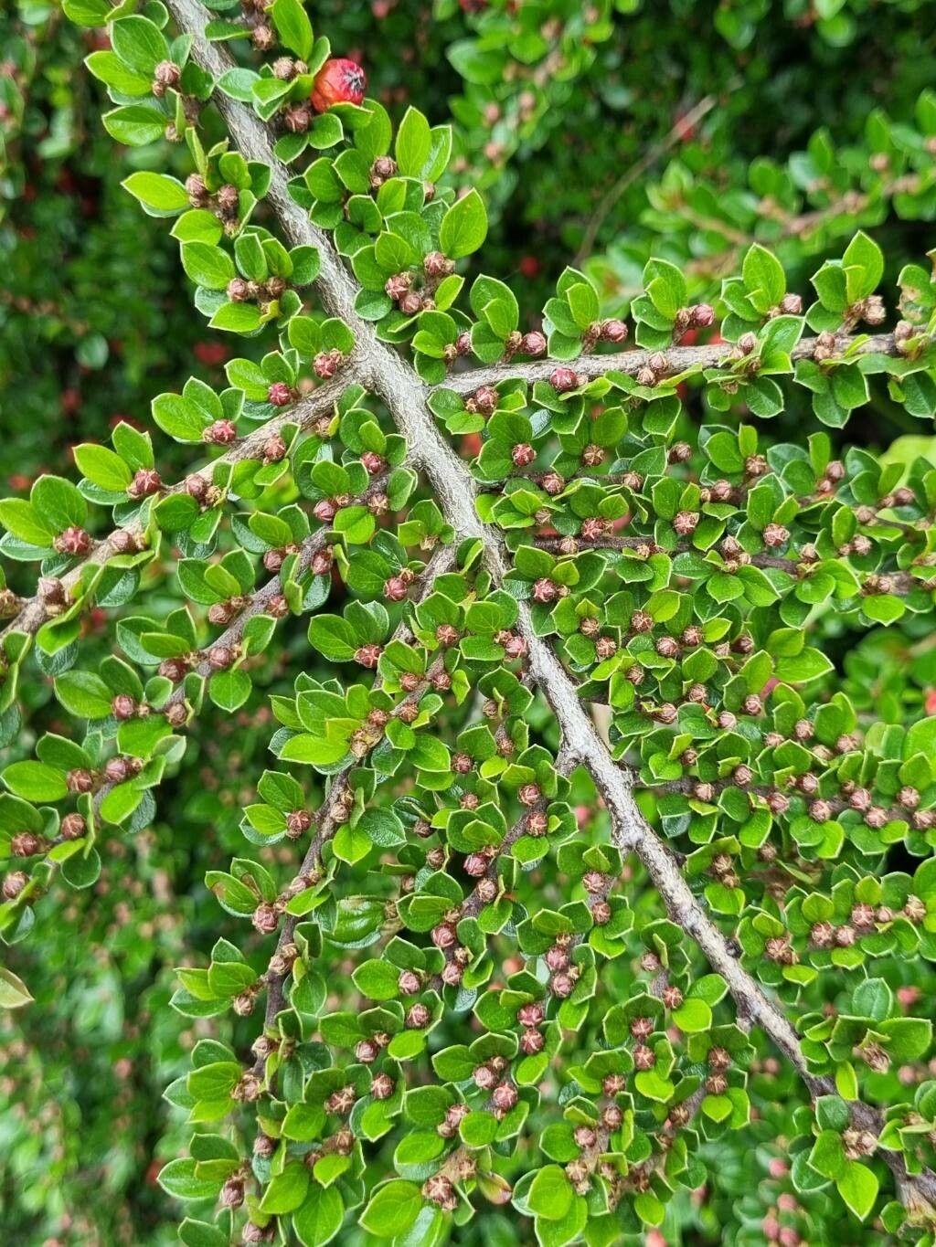 Cotoneaster nan-shan flower