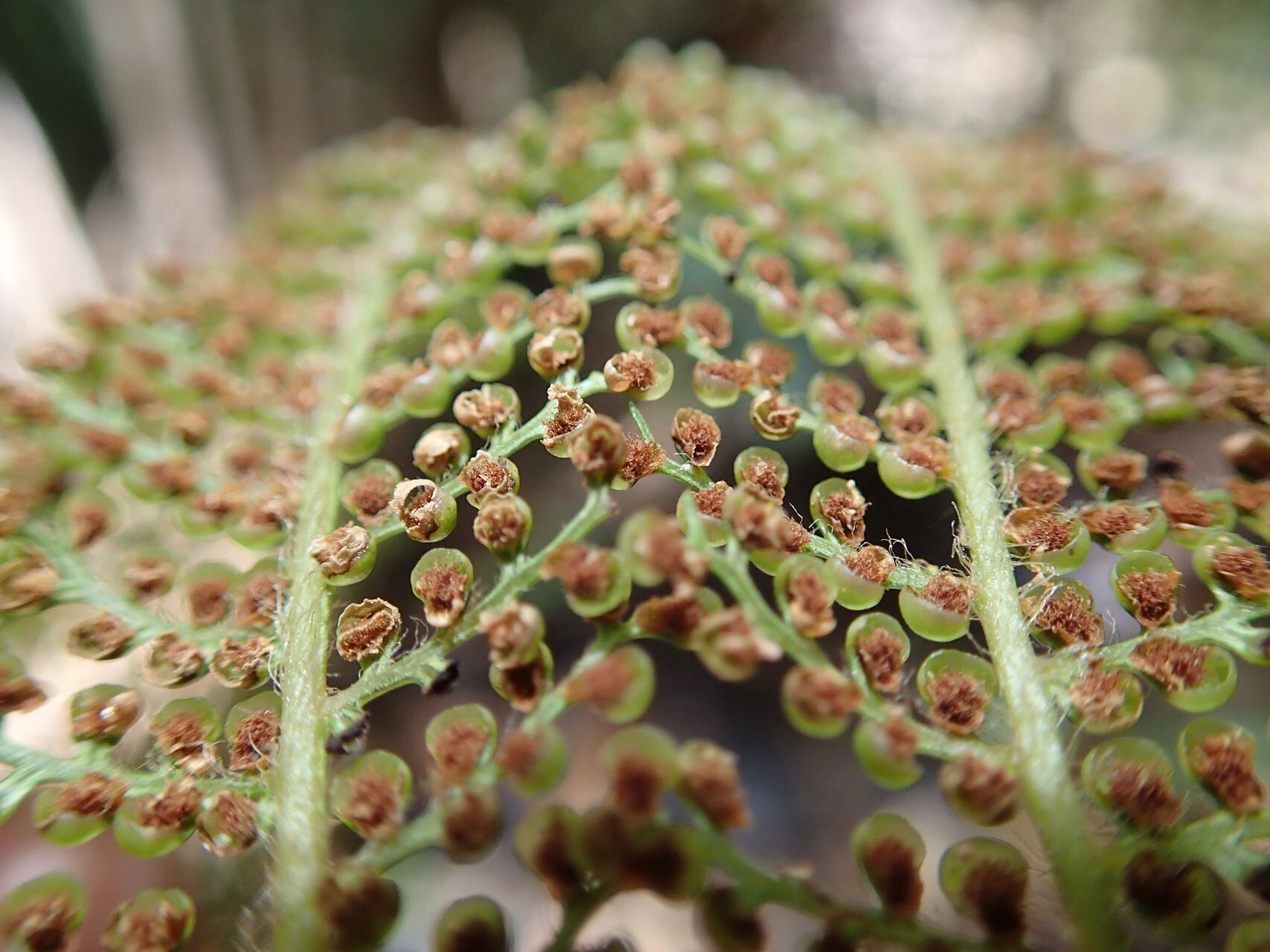 Dicksonia perriei fruit