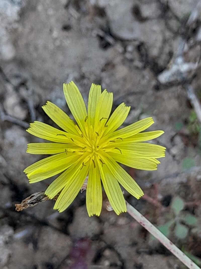 Launaea procumbens flower