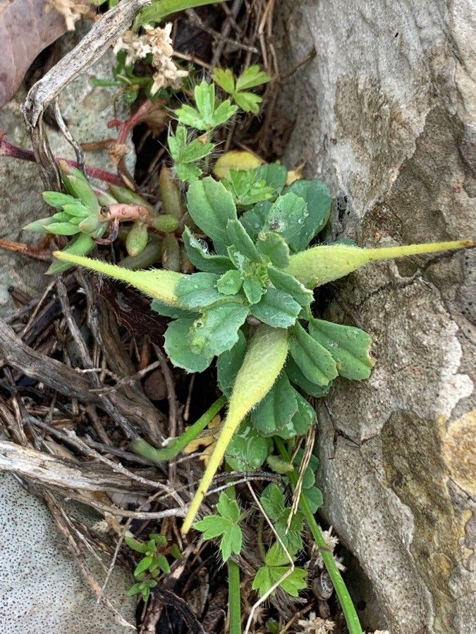 Trigonella gladiata fruit