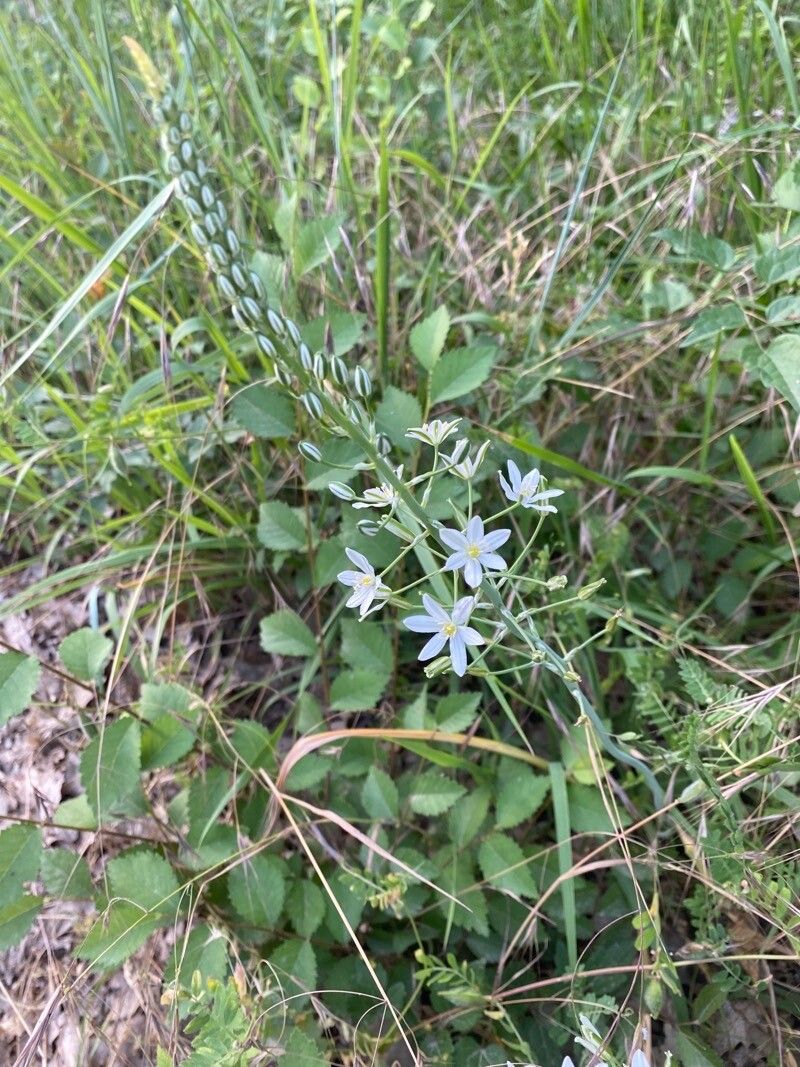 Ornithogalum pyramidale leaf