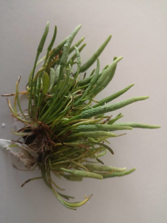 Myosurus minimus flower