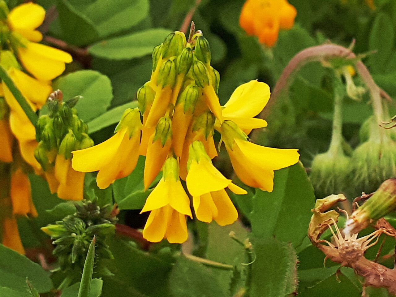 Trigonella graeca flower