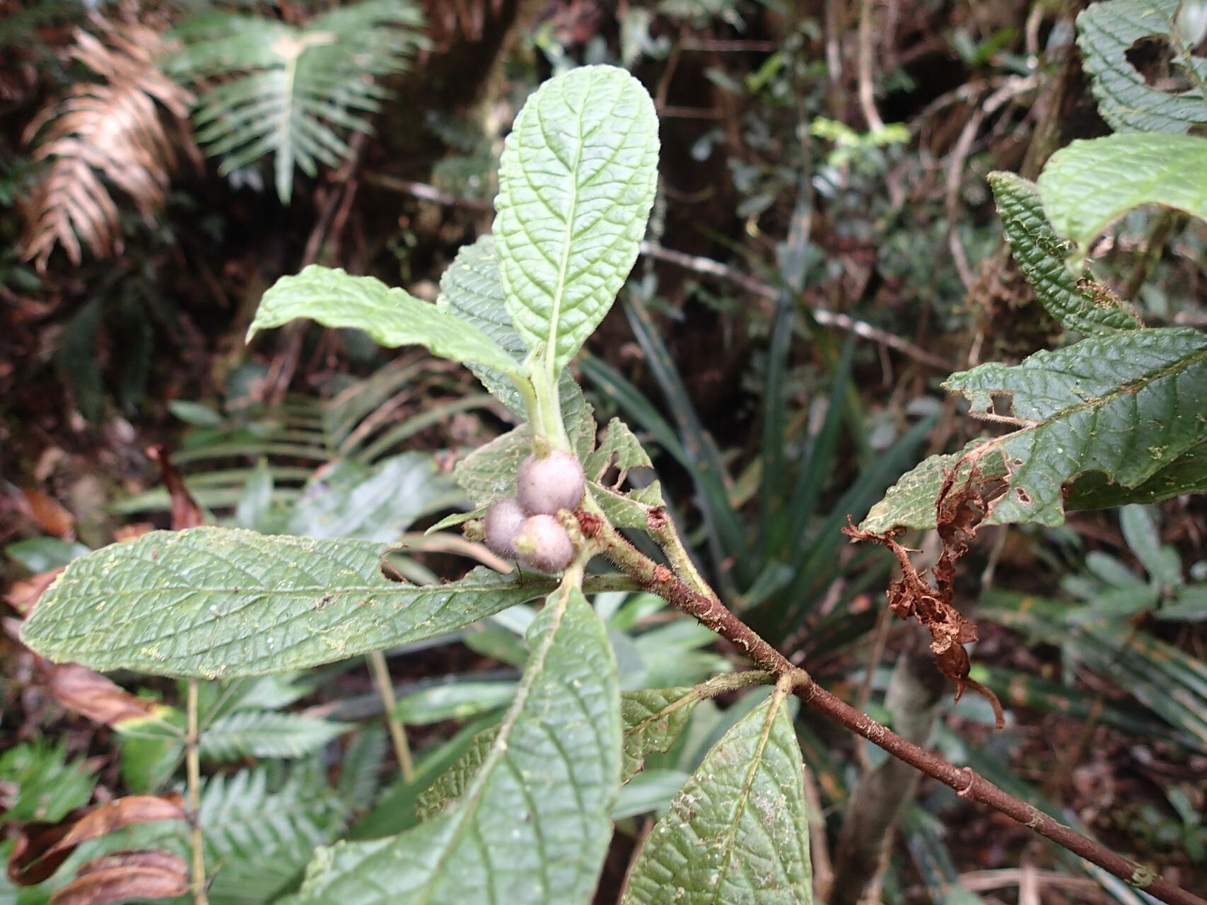 Psychotria fuscopilosa fruit