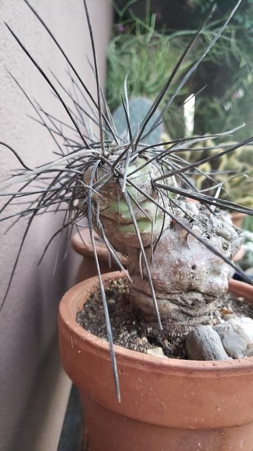 Astrophytum capricorne bark