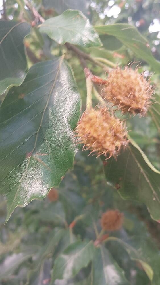 Fagus × taurica fruit