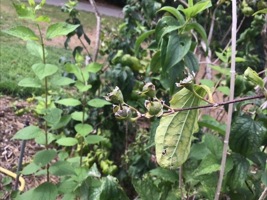 Philadelphus schrenkii fruit
