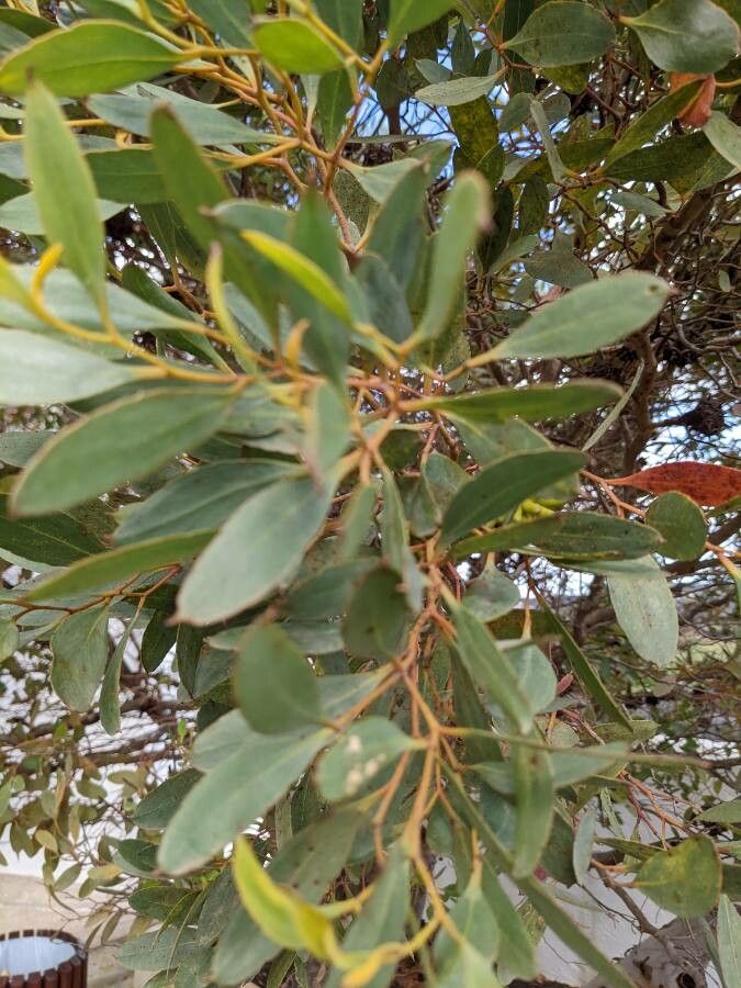 Eucalyptus conferruminata leaf