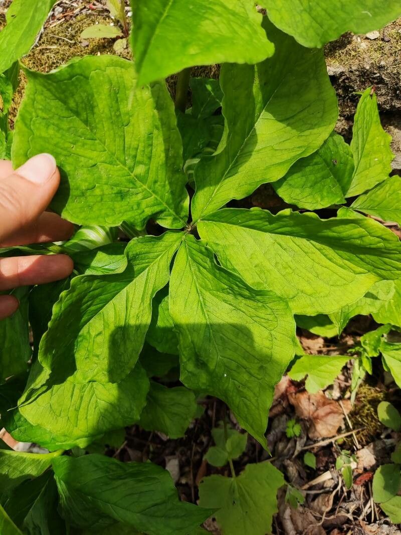 Arisaema amurense