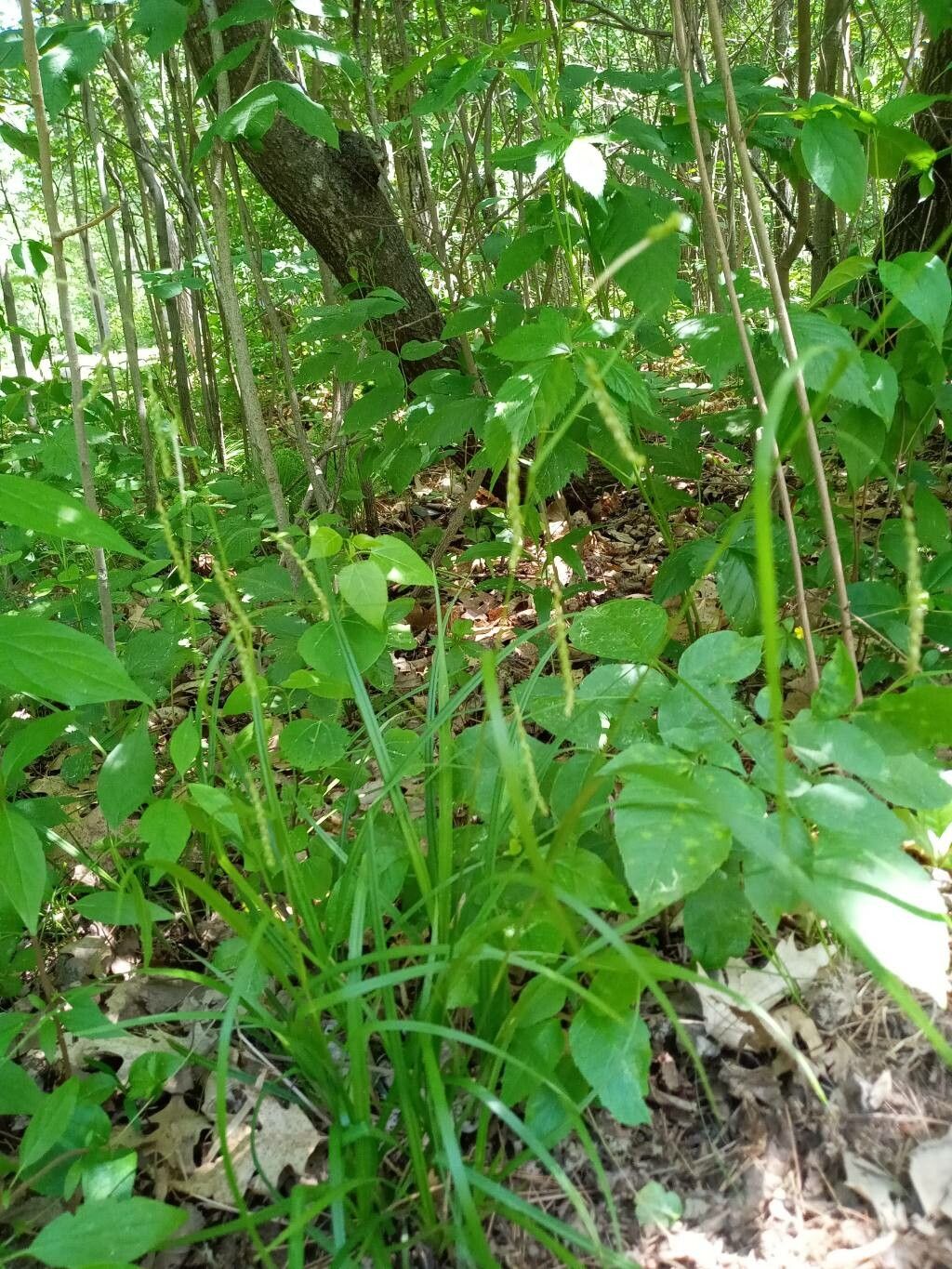 Carex gracillima habit