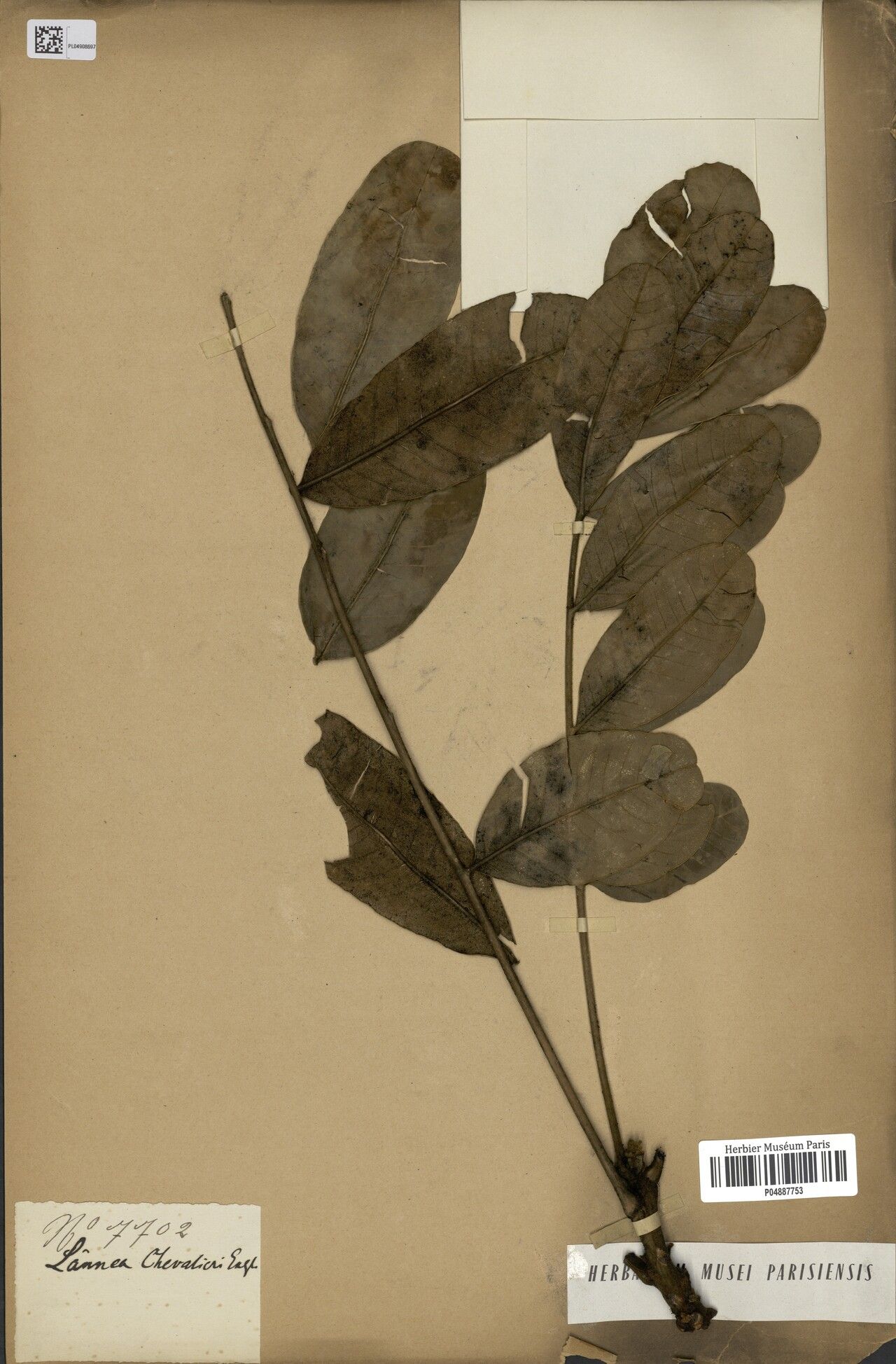 Lannea chevalieri — search result for 'Lannea'