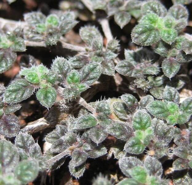 Tiquilia galapagoa — related species from the same genus