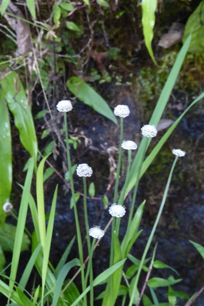 Eriocaulon aquaticum flower