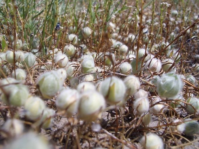 Psilocarphus brevissimus flower