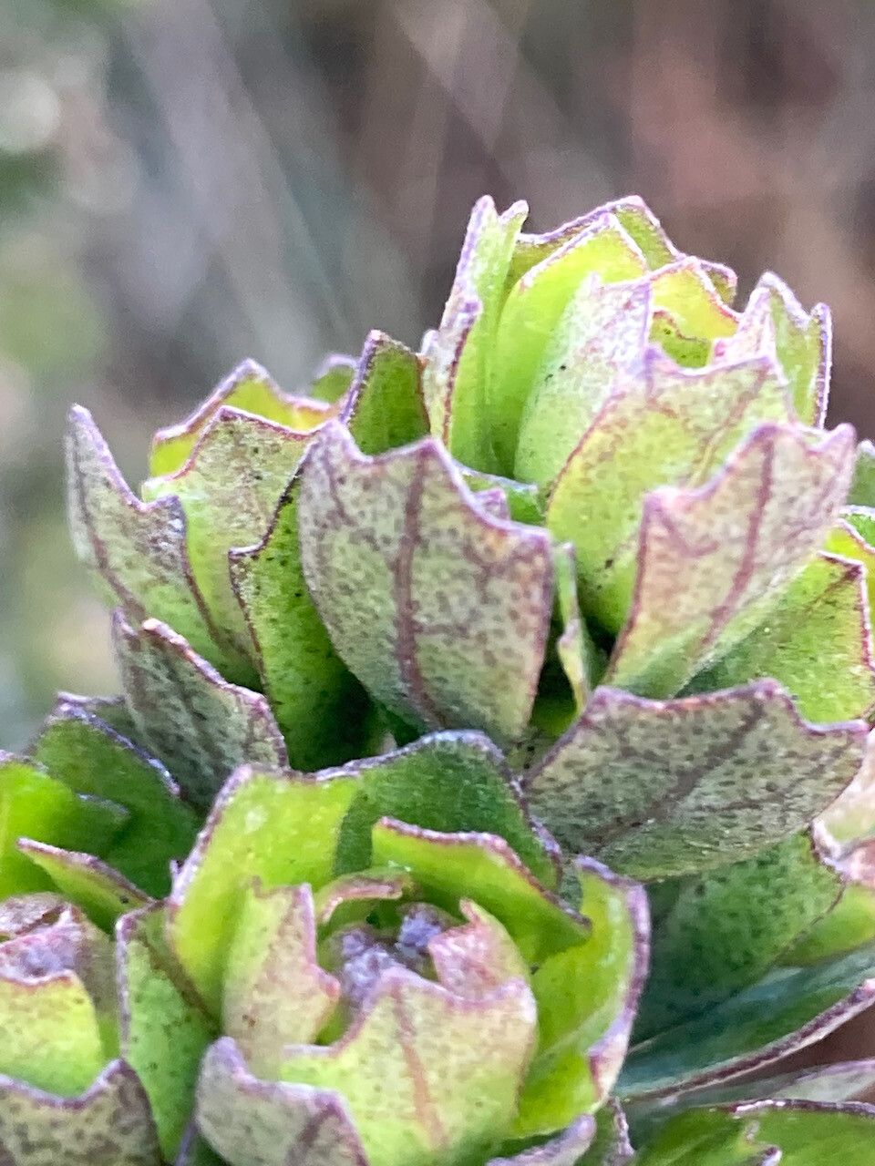 Baccharis tricuneata — search result for 'Baccharis'