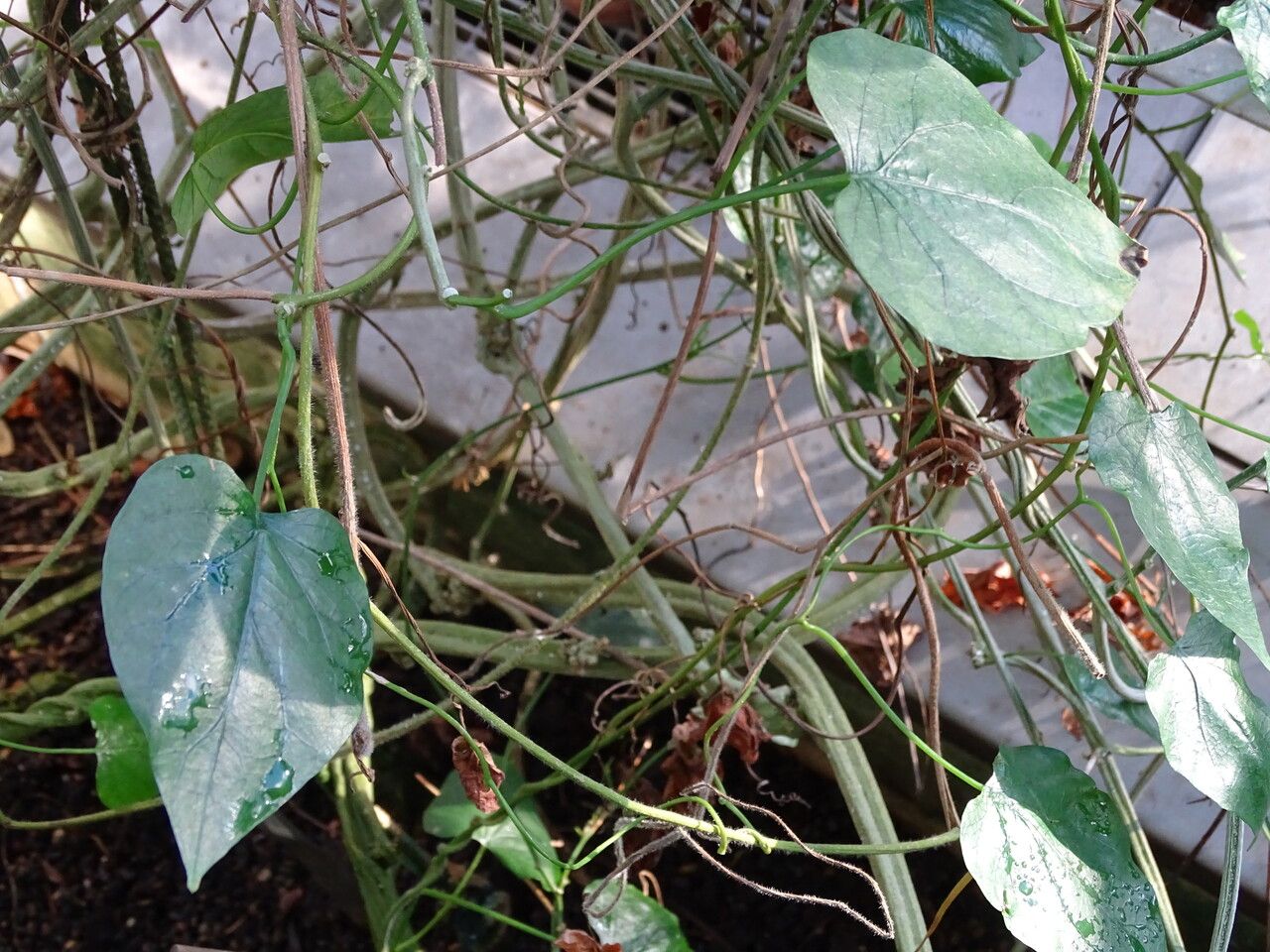 Turbina corymbosa — search result for 'Ipomoea'