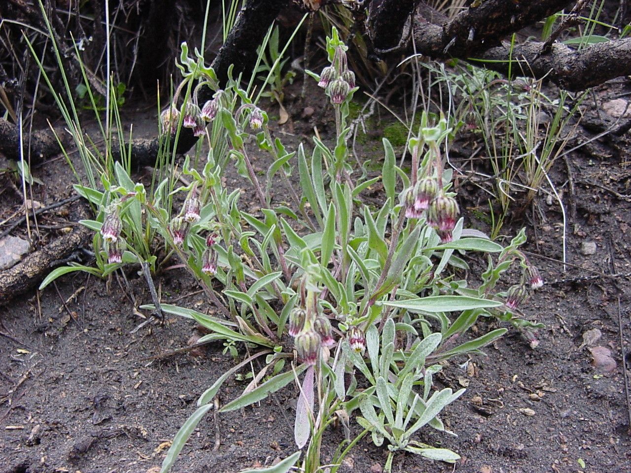 Conyza altoandina — related species from the same genus