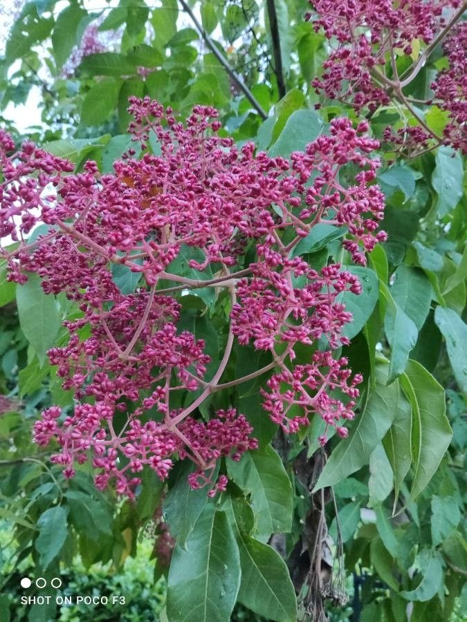 Tetradium daniellii flower