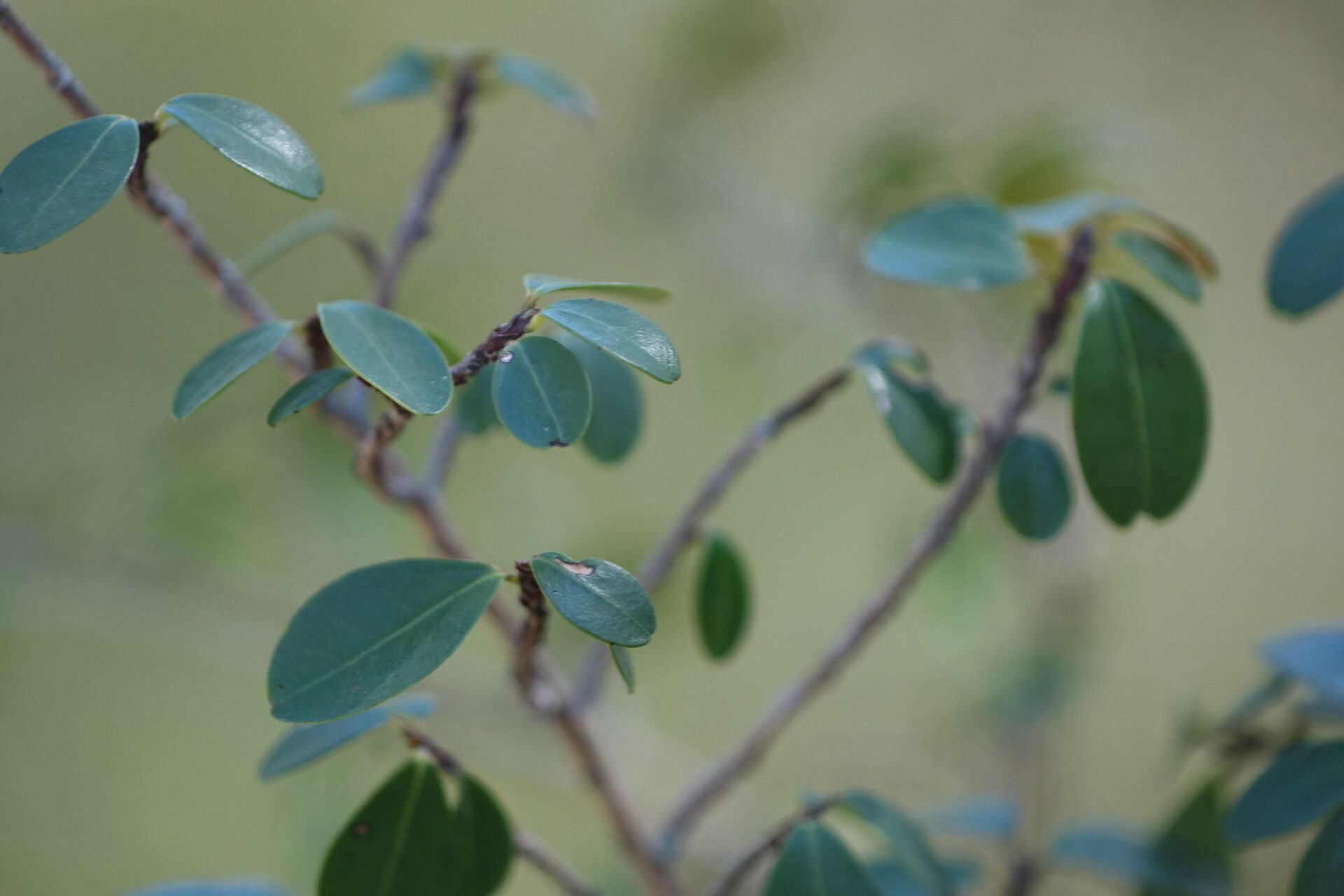 Erythroxylum pervillei leaf