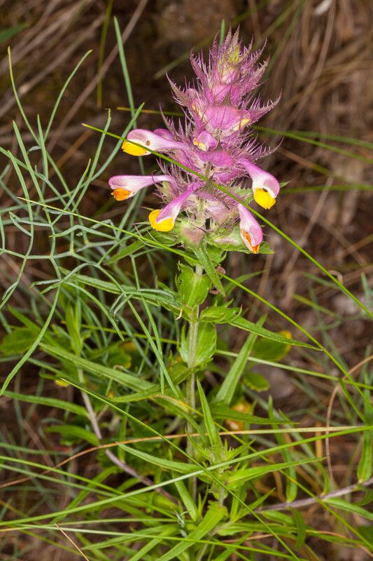 Melampyrum fimbriatum — houseplant care guide