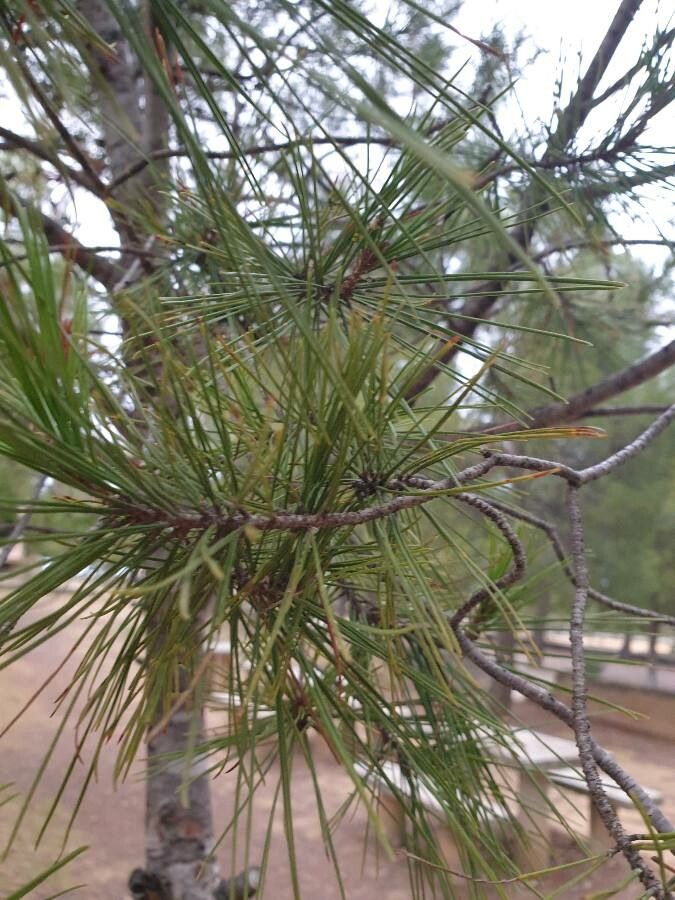 Pinus halepensis leaf