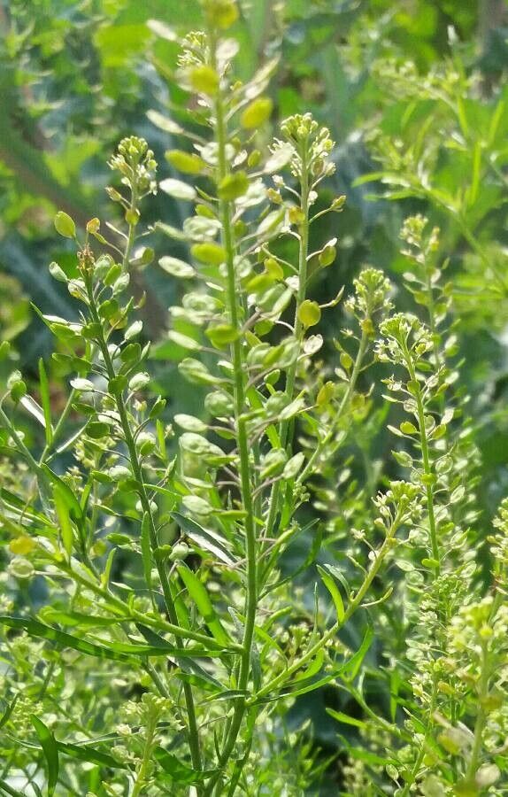 Lepidium austrinum flower