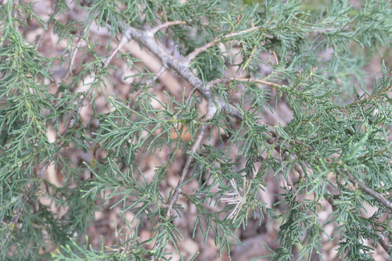 Hesperocyparis abramsiana leaf