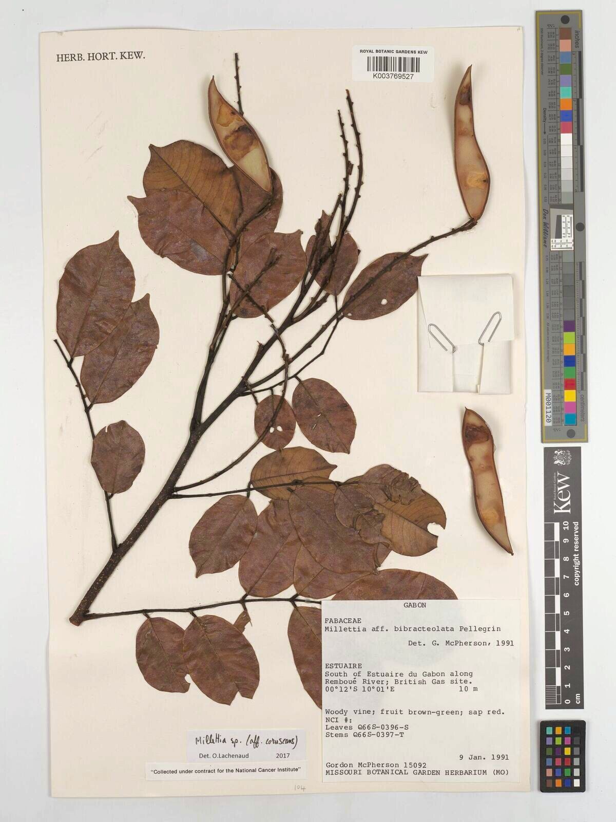 Millettia coruscans — houseplant care guide