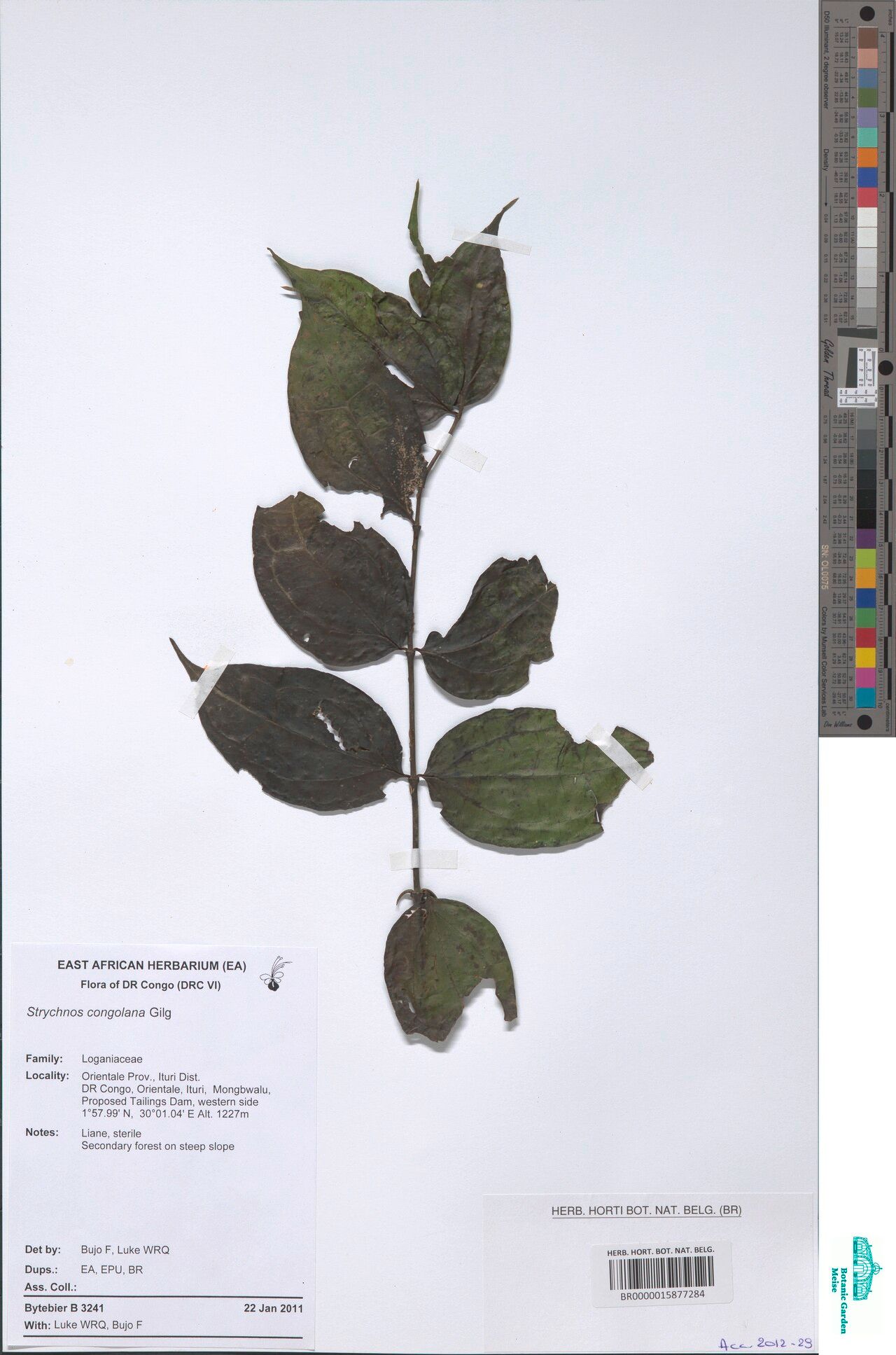 Strychnos congolana — houseplant care guide