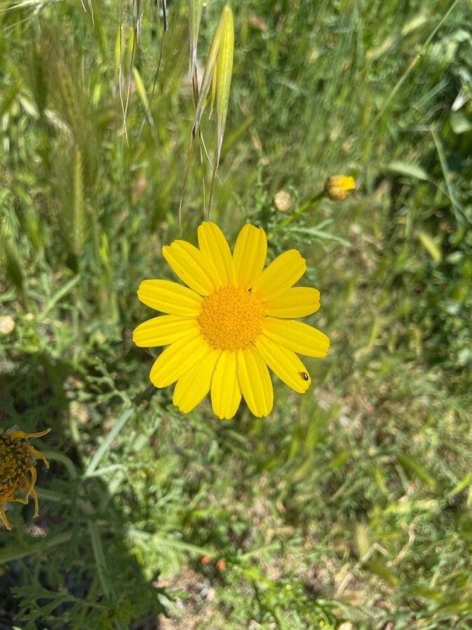 Chrysanthemum coronarium flower